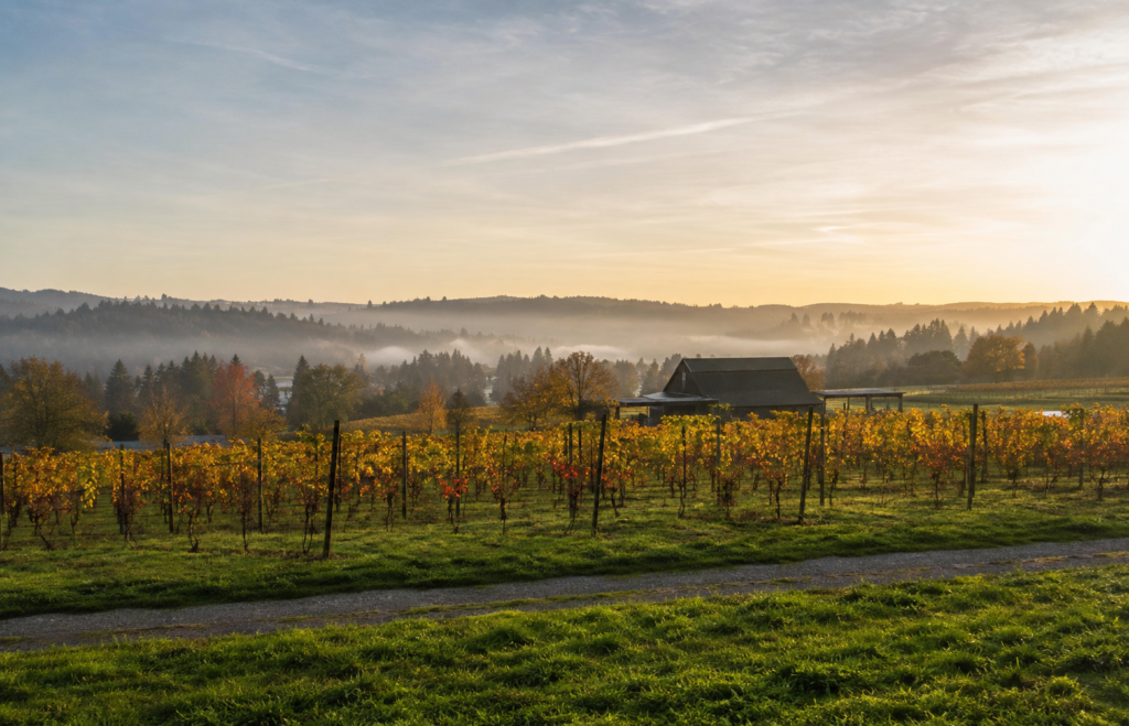 Paisagem de vinhedos em Woodinville durante o amanhecer, destacando a combinação entre áreas agrícolas preservadas e produção de vinhos que caracteriza a cidade no Eastside de Washington.