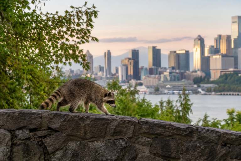 Imagem ilustrativa relacionada à vida e ao ambiente da região do Puget Sound.