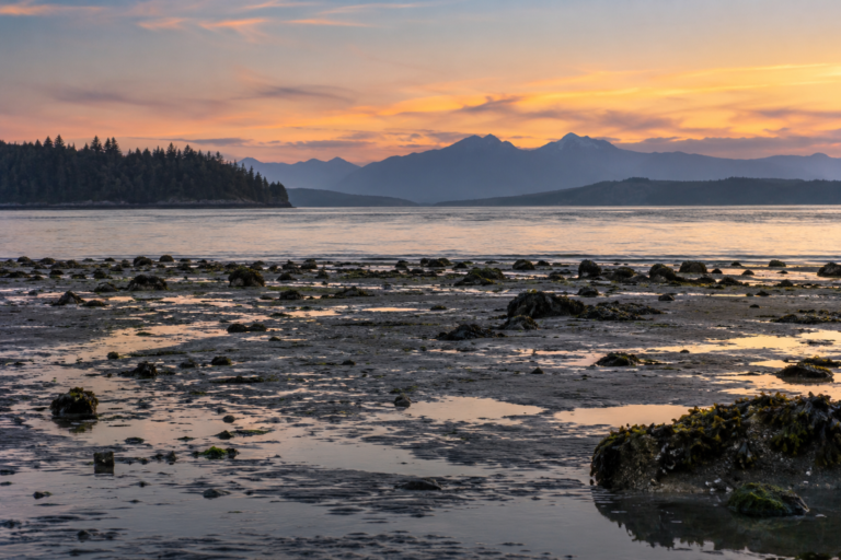 Imagem ilustrativa relacionada à vida e ao ambiente da região do Puget Sound.