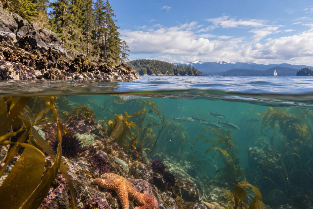 Imagem ilustrativa relacionada à vida e ao ambiente da região do Puget Sound.